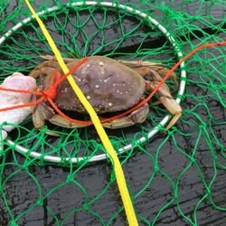 Port Of Newport - #Yelp #NewportPublicFishingPier