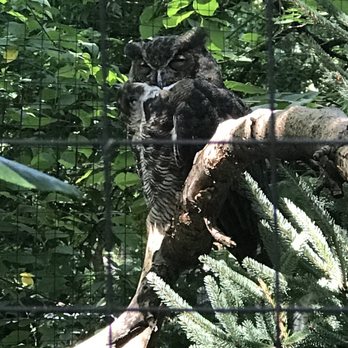Bronx Zoo - Owl - Zoos Near Me - Bronx, New York Bronx Zoo - Owl - Zoos Near Me - Bronx, New York