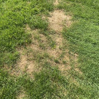 TruGreen Lawn Care - a patch in the grass - Tree Services Near Me - Orchard Park, New York TruGreen Lawn Care - a patch in the grass - Tree Services Near Me - Orchard Park, New York