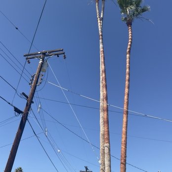 Complete Tree Services - Tree Services Near Me - Encinitas, California Complete Tree Services - Tree Services Near Me - Encinitas, California