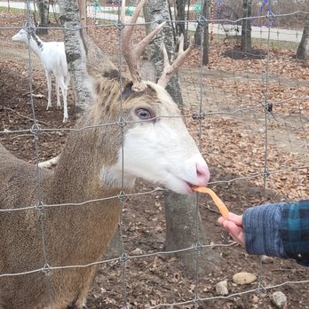 Indian Creek Zoo - Feeding the deer - Zoos Near Me - Lambertville, Michigan Indian Creek Zoo - Feeding the deer - Zoos Near Me - Lambertville, Michigan