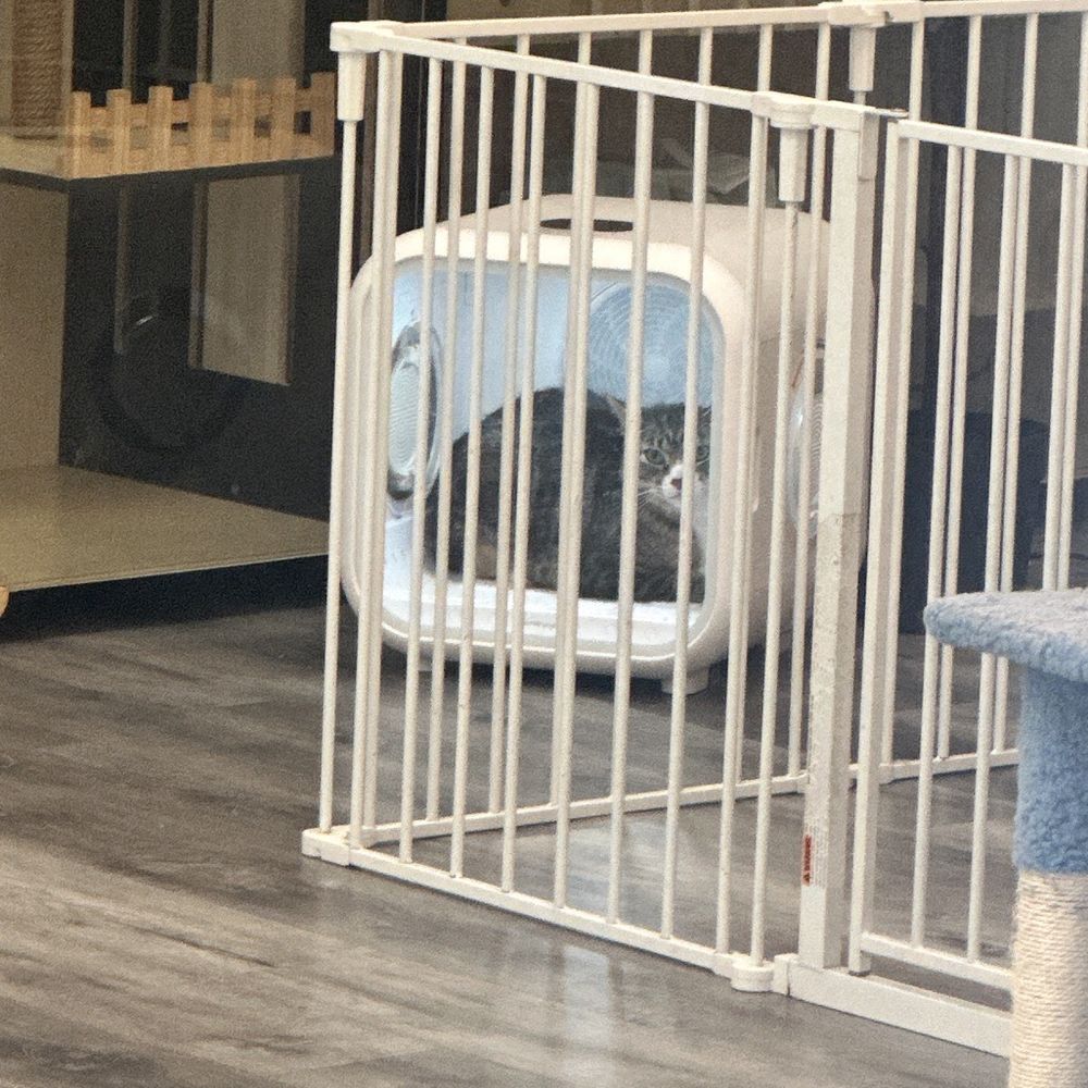 Pet Beloved - Pet dryers - Pet Groomers Near Me - San Diego, California Pet Beloved - Pet dryers - Pet Groomers Near Me - San Diego, California