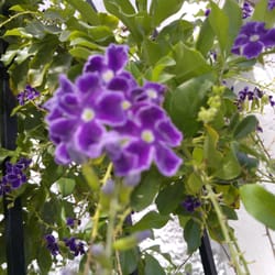 Parque Hundido de Brisas - Unas floresitas del parque