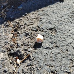 Fairfield Oral Surgery and Implantology - Tooth in parking lot