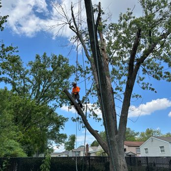 Invictus Trees - Tree Services Near Me - Lake Saint Louis, Missouri Invictus Trees - Tree Services Near Me - Lake Saint Louis, Missouri