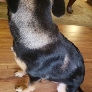 Pin Up Pets Grooming - You can see a brown shaven spot as well as all along the back of the neck. - Pet Groomers Near Me - Fresno, California