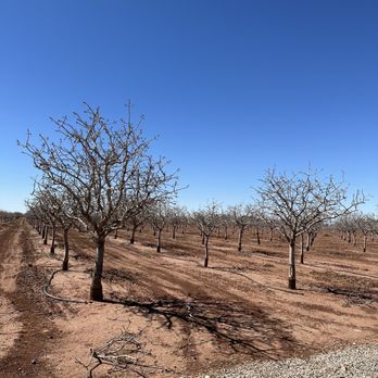 PistachioLand - Attraction Farms Near Me - Alamogordo, New Mexico