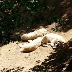 Parc Zoologique de Saint Martin la Plaine - Les loups !