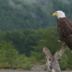 Haines Rafting Company - Eagle on a log in the river.