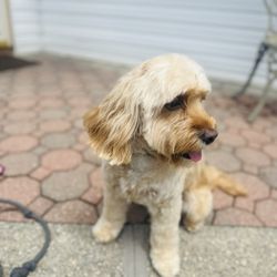 Paramus Puppy Spa