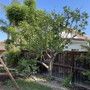 Ruben's Tree Service - Tree Services Near Me Ruben's Tree Service - Tree Services Near Me