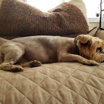 PetSmart - after we brought him back home he seemed very stressed and itchy - Pet Stores Near Me - Clearwater, Florida PetSmart - after we brought him back home he seemed very stressed and itchy - Pet Stores Near Me - Clearwater, Florida