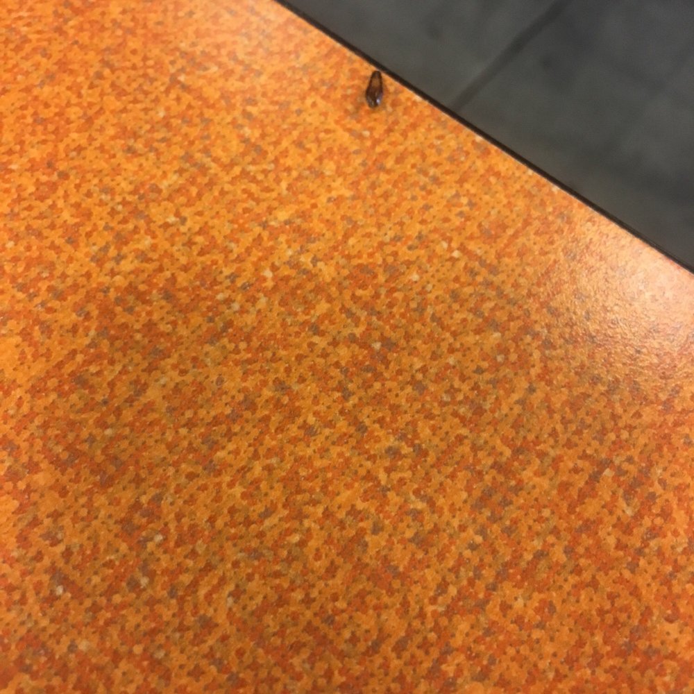 Cockroach.