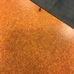 Cockroach. Cockroach.