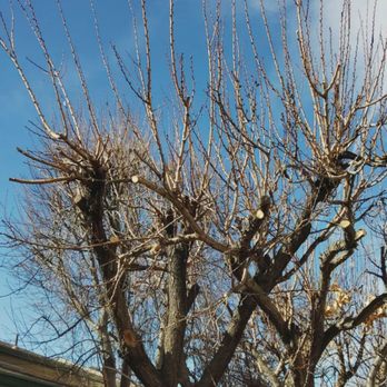Gardens Tree Service - Gardeners Near Me Gardens Tree Service - Gardeners Near Me
