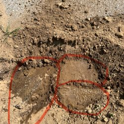 Whitney Services - Old asphalt On top of new waterline that company told me they hauled away they didn't have a dump truck just a Service