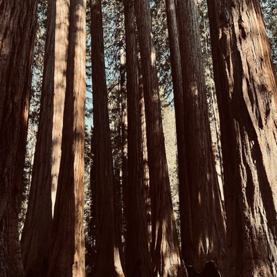 Sequoia National Forest by null