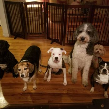 Dog Walking & Care with Krysta - Cody, Coco, Bianca, Hank, Wally and Elliot - Dog Walkers Near Me Dog Walking & Care with Krysta - Cody, Coco, Bianca, Hank, Wally and Elliot - Dog Walkers Near Me