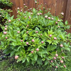 Peonies in my back yard