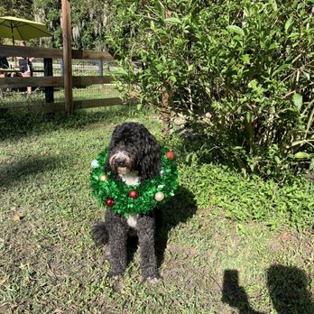 Beach Bark - Beach Bark Christmas photo shoot - Pet Sitting Near Me - Jacksonville Beach, Florida Beach Bark - Beach Bark Christmas photo shoot - Pet Sitting Near Me - Jacksonville Beach, Florida