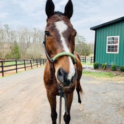 Battlefield Park Polo Club & Equestrian Center