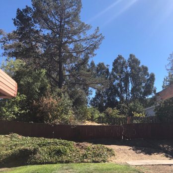 Mack Tree Company - After - Tree Services Near Me - El Sobrante, California