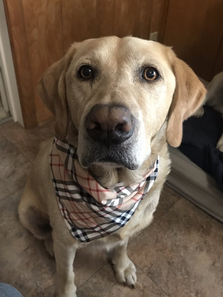 AIRPORT FREEWAY ANIMAL EMERGENCY HOSPITAL 26 Photos & 69 Reviews