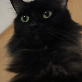 Caring Pet Crematory - My little old lady Flash - Pet Cremation Services Near Me - Sacramento, California