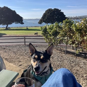 Superbloom - Dog friendly and such a great vibe! We only got drinks but loved the lounge chairs and view! - Coffee & Tea Near Me - San Diego, California
