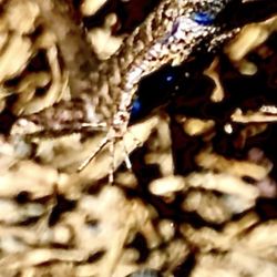 City of Campbell - Taken in my backyard " lizard is flying in the air ready to pounce"