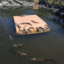 Loser gets fed to the gators so bring your best putting skills!
