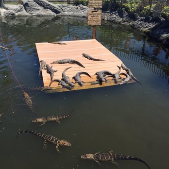 Smugglers Cove Adventure Golf - Loser gets fed to the gators so bring your best putting skills! - Mini Golf Near Me - Sarasota, Florida