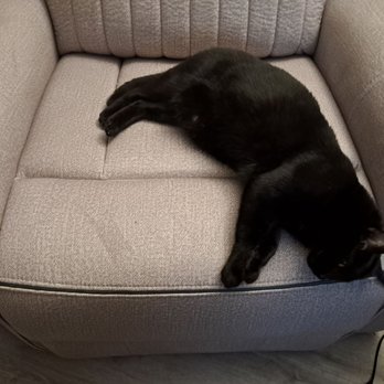Furniture Clearance Outlet - Cat confiscated my new recliner. - Furniture Stores Near Me - Antioch, California