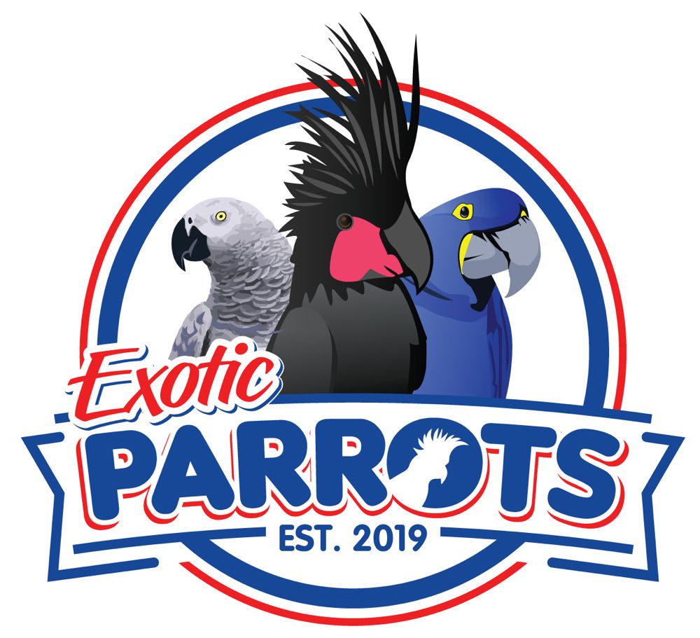 EXOTIC PARROTS Request Information Pet Stores 917 S Veterans Blvd