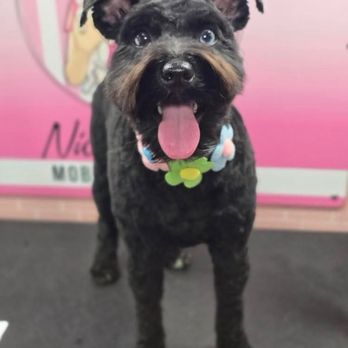 Nicole Dunn Mobile Grooming - Pet Groomers Near Me - Riverside, California