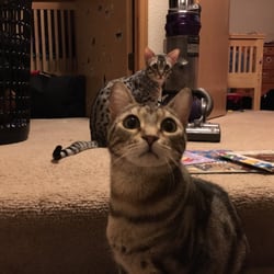 Metropolitan Gymnastics - I'm now a cat lady.
