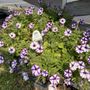Photo of Havel's Flowers & Greenhouses