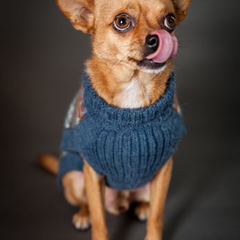 Pets By Sorrell - Is there something on my nose? - Pet Photography Near Me Pets By Sorrell - Is there something on my nose? - Pet Photography Near Me