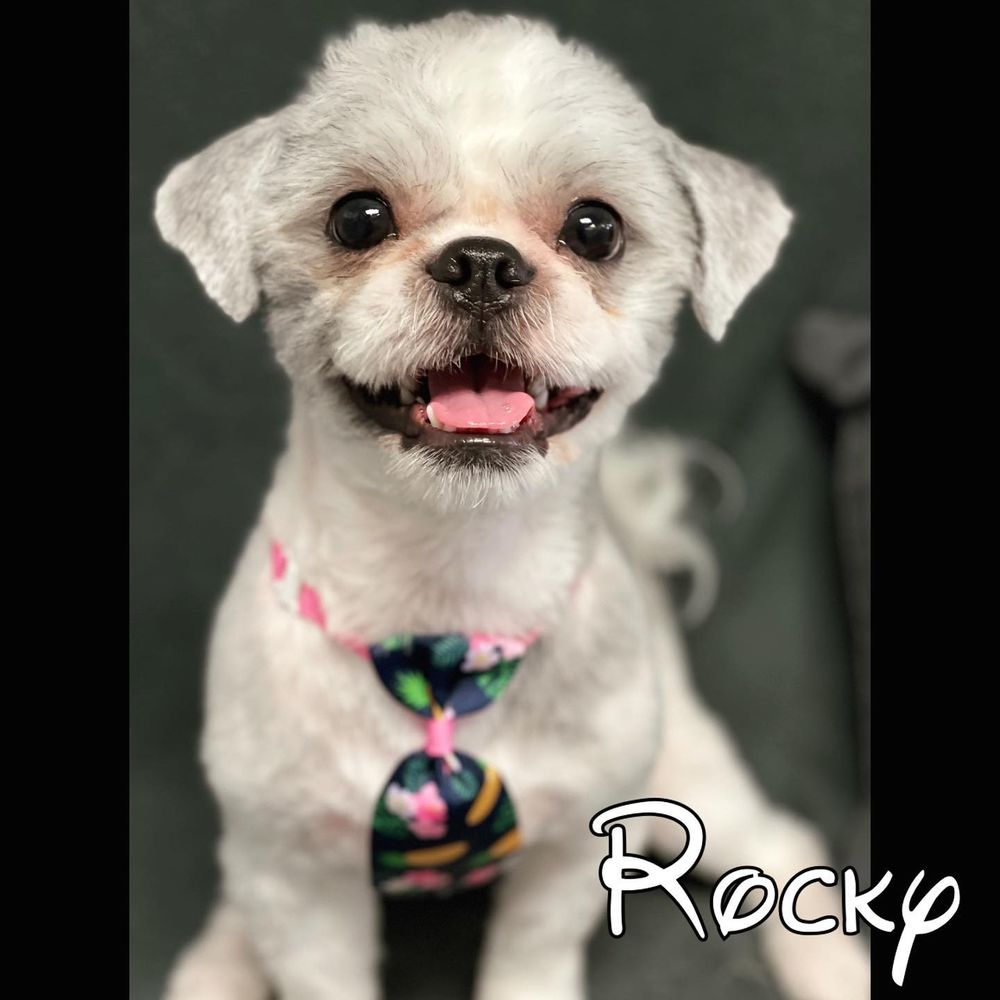 THE VIP GROOMER Updated September 2024 26 Photos 13035 Tamiami