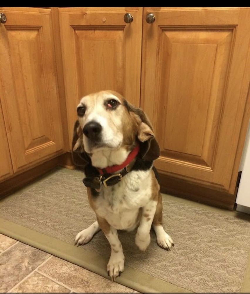 Veterinary Medical Center - equestrian in Easton, MD