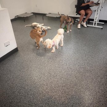 Dog BnB - Pet Boarding Near Me - Houston, Texas Dog BnB - Pet Boarding Near Me - Houston, Texas