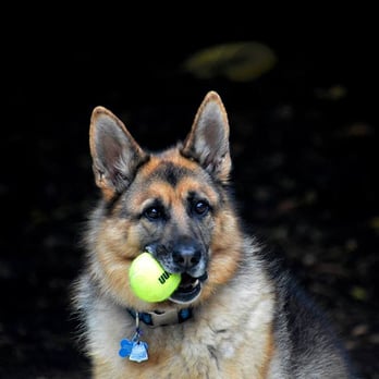 Walk'n Wag'n Pets - Ayden - Dog Walkers Near Me