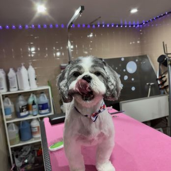 Groomed By Vanessa - Pet Groomers Near Me Groomed By Vanessa - Pet Groomers Near Me