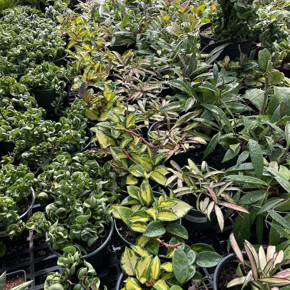 Plants Alive! - Nurseries & Gardening Near Me - Silver Spring, Maryland Plants Alive! - Nurseries & Gardening Near Me - Silver Spring, Maryland