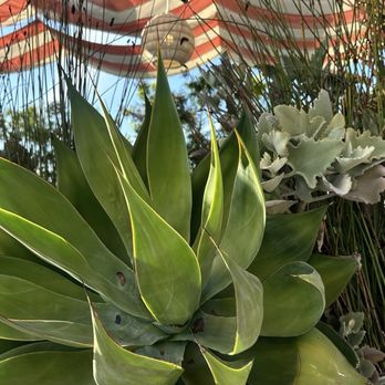 Butterfly - Tapas/Small Plates Near Me - Culver City, California Butterfly - Tapas/Small Plates Near Me - Culver City, California