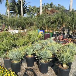 Leo's Nursery - Yucca rostrata