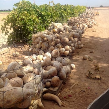 Wuertz Gourd Farm - Farms Near Me - Casa Grande, Arizona Wuertz Gourd Farm - Farms Near Me - Casa Grande, Arizona