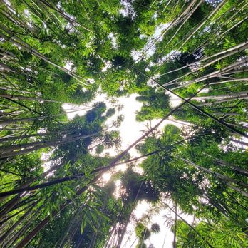 Pipiwai Trail - Bamboo - Hiking Near Me - Hana,, Hawaii