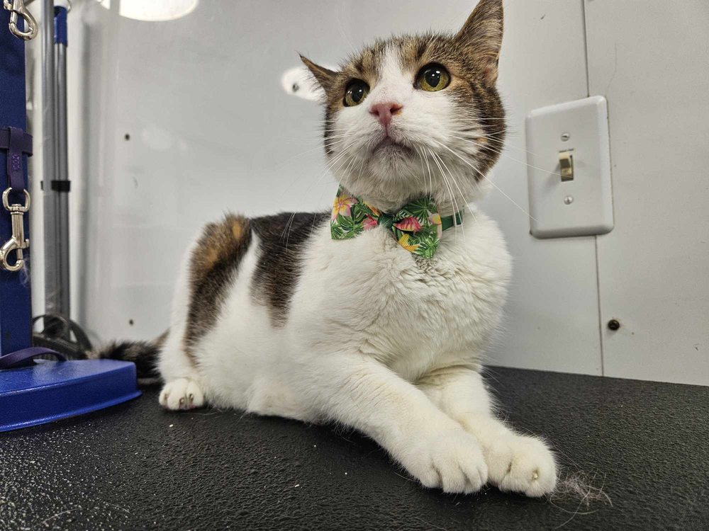 THE POSH PET SALON & SPA Updated April 2024 28 Photos Mount