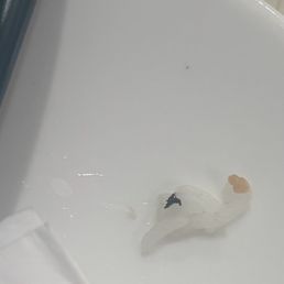 Unidentified black object (cooked bug?) checked and it's definitely not seasoning Unidentified black object (cooked bug?) checked and it's definitely not seasoning